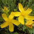 Třezalka malolistá 'Grandiflorum' - Hypericum polyphyllum 'Grandiflorum'