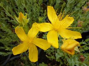 Třezalka malolistá 'Grandiflorum' - Hypericum polyphyllum 'Grandiflorum'