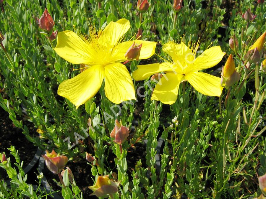 Třezalka malolistá 'Grandiflorum' - Hypericum polyphyllum 'Grandiflorum'