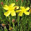 Třezalka malolistá 'Grandiflorum' - Hypericum polyphyllum 'Grandiflorum'