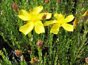 Třezalka malolistá 'Grandiflorum' - Hypericum polyphyllum 'Grandiflorum'