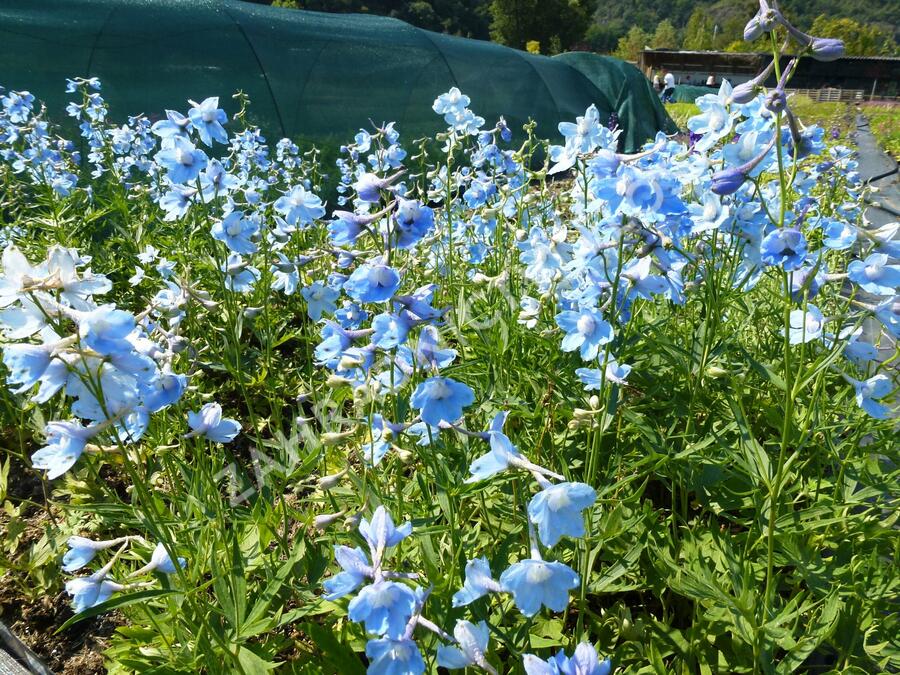 Ostrožka 'Cliveden Beauty' - Delphinium belladonna 'Cliveden Beauty'