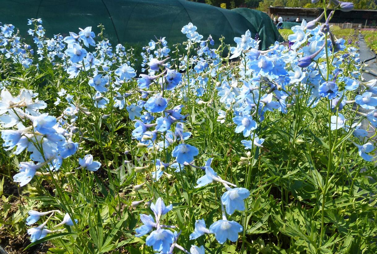 Ostrožka 'Cliveden Beauty' - Delphinium belladonna 'Cliveden Beauty'