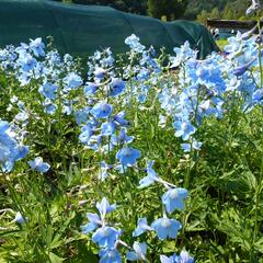 Ostrožka 'Cliveden Beauty' - Delphinium belladonna 'Cliveden Beauty'