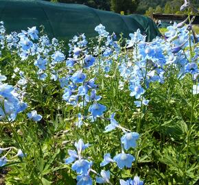 Ostrožka 'Cliveden Beauty' - Delphinium belladonna 'Cliveden Beauty'