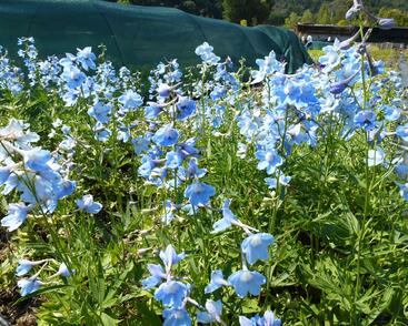 Ostrožka 'Cliveden Beauty'
