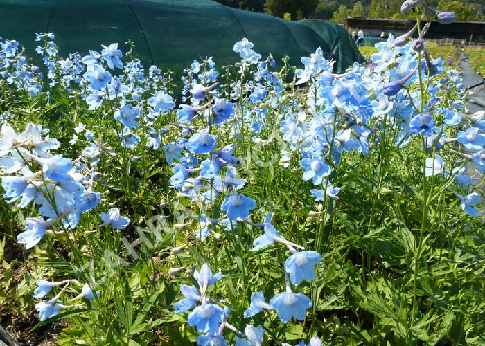 Ostrožka 'Cliveden Beauty' - Delphinium belladonna 'Cliveden Beauty'