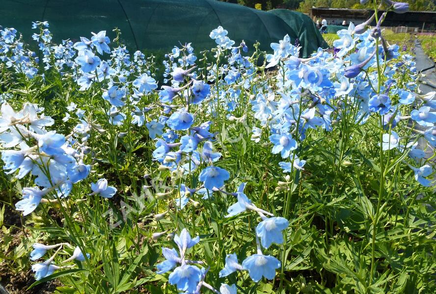 Ostrožka 'Cliveden Beauty' - Delphinium belladonna 'Cliveden Beauty'