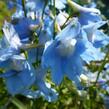 Ostrožka 'Cliveden Beauty' - Delphinium belladonna 'Cliveden Beauty'