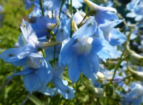 Ostrožka 'Cliveden Beauty' - Delphinium belladonna 'Cliveden Beauty'