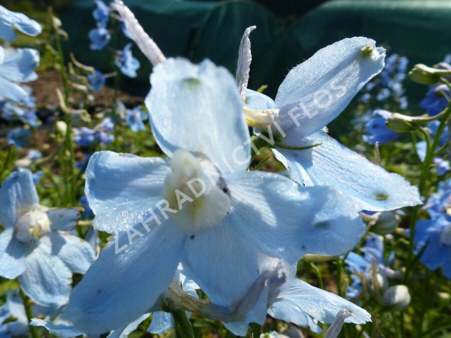 Ostrožka 'Cliveden Beauty' - Delphinium belladonna 'Cliveden Beauty'