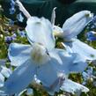 Ostrožka 'Cliveden Beauty' - Delphinium belladonna 'Cliveden Beauty'