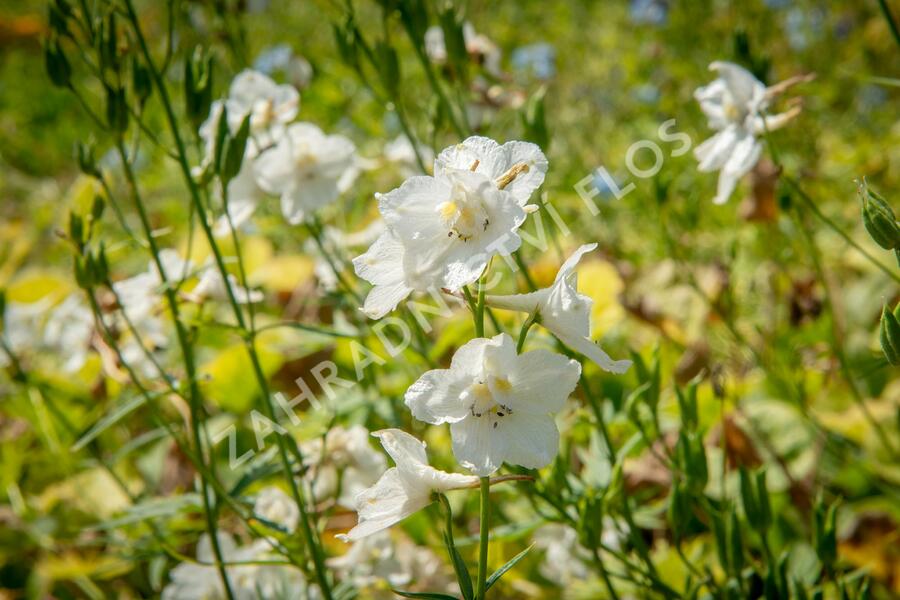 Ostrožka 'Casa Blanca' - Delphinium belladonna 'Casa Blanca'