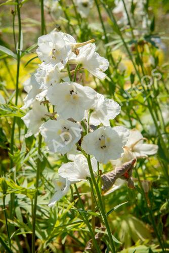 Ostrožka 'Casa Blanca' - Delphinium belladonna 'Casa Blanca'