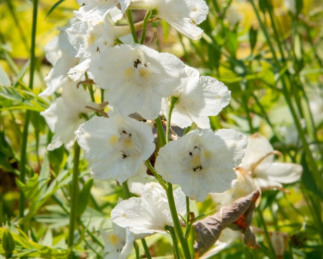 Ostrožka 'Casa Blanca' - Delphinium belladonna 'Casa Blanca'