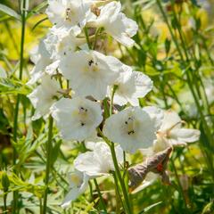 Ostrožka 'Casa Blanca' - Delphinium belladonna 'Casa Blanca'