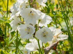 Ostrožka 'Casa Blanca' - Delphinium belladonna 'Casa Blanca'