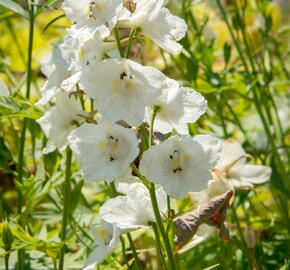 Ostrožka 'Casa Blanca' - Delphinium belladonna 'Casa Blanca'