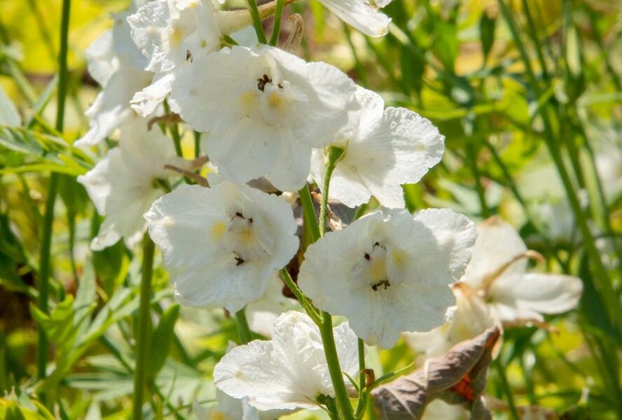 Ostrožka 'Casa Blanca' - Delphinium belladonna 'Casa Blanca'