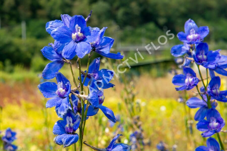 Ostrožka 'Bellamosum' - Delphinium belladonna 'Bellamosum'