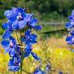 Ostrožka 'Bellamosum' - Delphinium belladonna 'Bellamosum'
