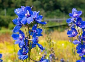 Ostrožka 'Bellamosum' - Delphinium belladonna 'Bellamosum'