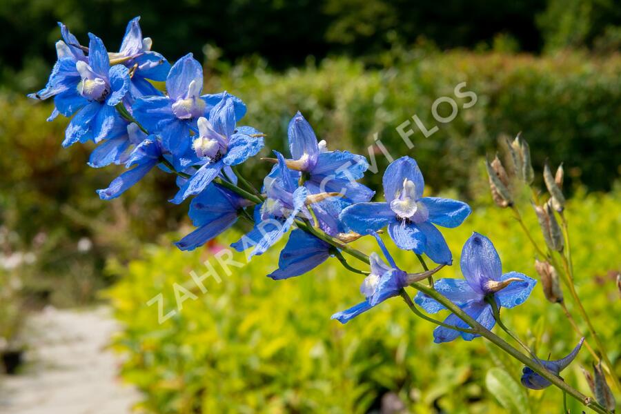 Ostrožka 'Bellamosum' - Delphinium belladonna 'Bellamosum'