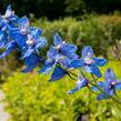 Ostrožka 'Bellamosum' - Delphinium belladonna 'Bellamosum'