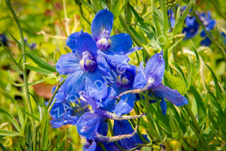 Ostrožka 'Bellamosum' - Delphinium belladonna 'Bellamosum'