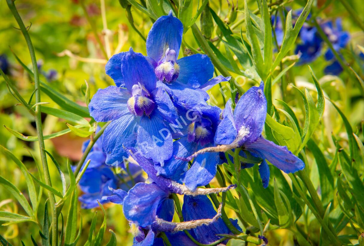 Ostrožka 'Bellamosum' - Delphinium belladonna 'Bellamosum'
