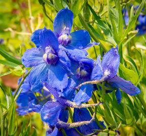 Ostrožka 'Bellamosum' - Delphinium belladonna 'Bellamosum'