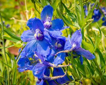 Ostrožka 'Bellamosum'