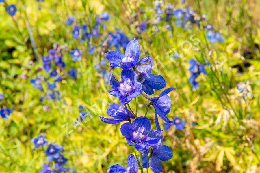 Ostrožka 'Bellamosum' - Delphinium belladonna 'Bellamosum'