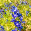 Ostrožka 'Bellamosum' - Delphinium belladonna 'Bellamosum'