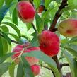 Broskvoň - raná 'Pan Tao' - Prunus persica 'Pan Tao'