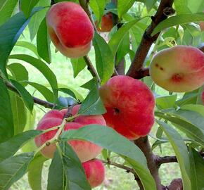 Broskvoň - raná 'Pan Tao' - Prunus persica 'Pan Tao'