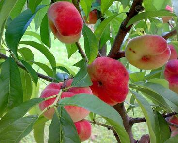 Broskvoň raná 'Pan Tao'