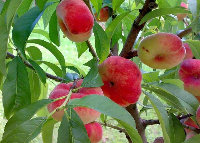Broskvoň - raná 'Pan Tao' - Prunus persica 'Pan Tao'