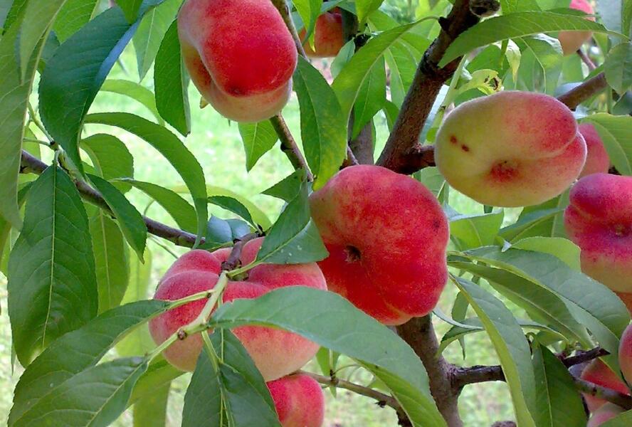 Broskvoň raná 'Pan Tao' - Prunus persica 'Pan Tao'