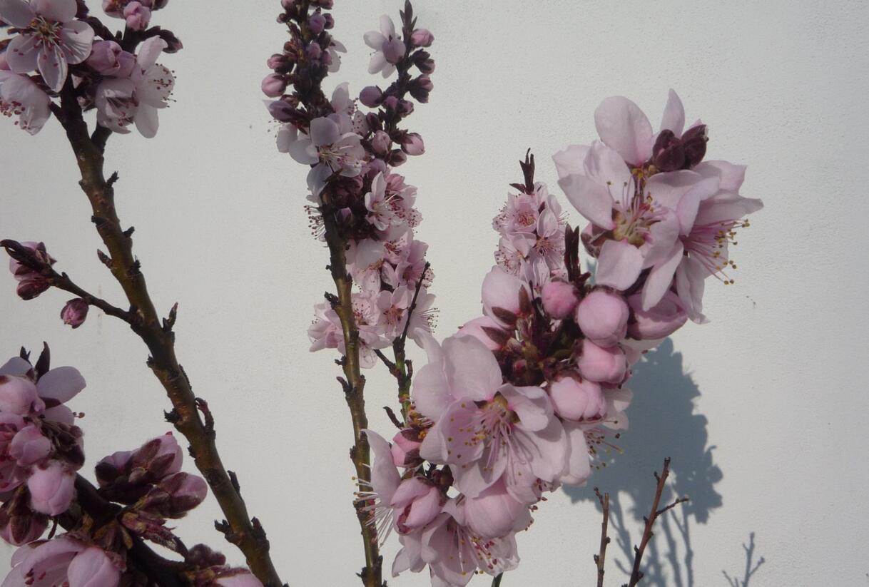 Nektarinka zakrslá 'Balkonella Red' - Prunus persica 'Balkonella Red'