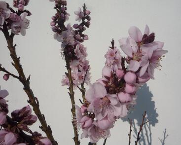 Nektarinka zakrslá 'Balkonella Red'