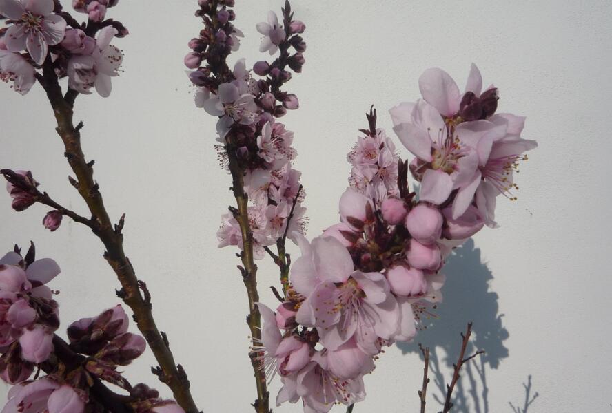 Nektarinka zakrslá 'Balkonella Red' - Prunus persica 'Balkonella Red'