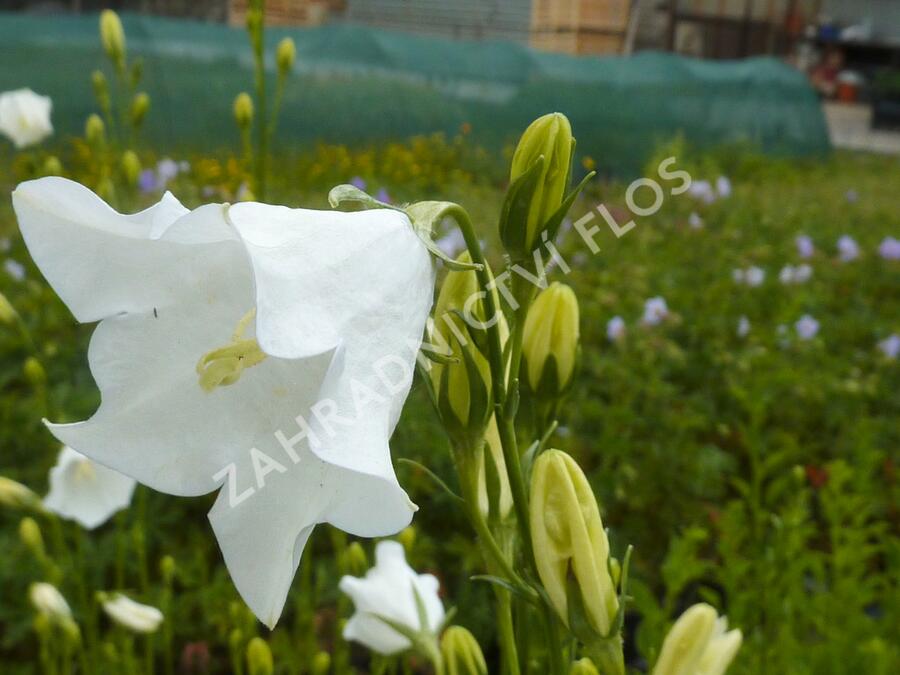 Zvonek broskvolistý 'Grandiflora Alba' - Campanula persicifolia 'Grandiflora Alba'