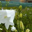 Zvonek broskvolistý 'Grandiflora Alba' - Campanula persicifolia 'Grandiflora Alba'