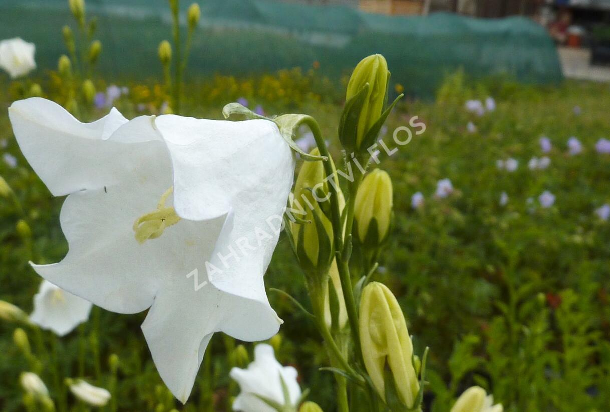 Zvonek broskvolistý 'Grandiflora Alba' - Campanula persicifolia 'Grandiflora Alba'