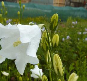 Zvonek broskvolistý 'Grandiflora Alba' - Campanula persicifolia 'Grandiflora Alba'