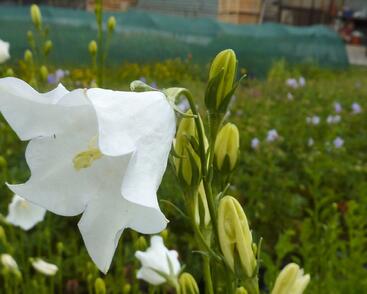 Zvonek broskvolistý 'Grandiflora Alba'