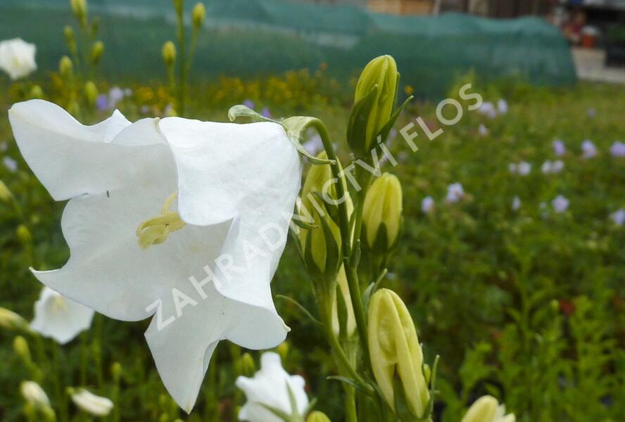 Zvonek broskvolistý 'Grandiflora Alba' - Campanula persicifolia 'Grandiflora Alba'