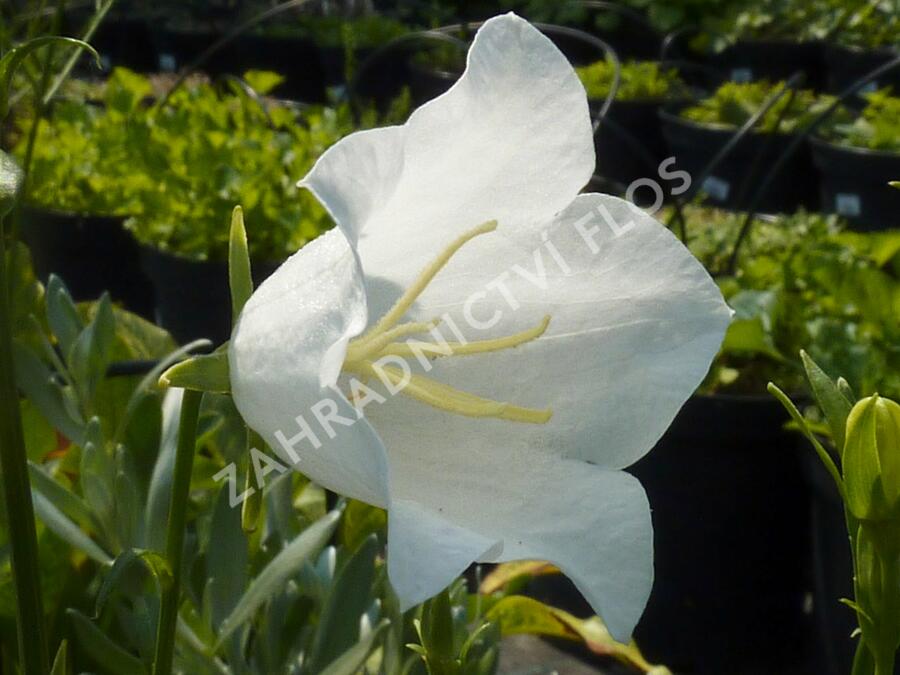 Zvonek broskvolistý 'Grandiflora Alba' - Campanula persicifolia 'Grandiflora Alba'