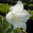 Zvonek broskvolistý 'Grandiflora Alba' - Campanula persicifolia 'Grandiflora Alba'